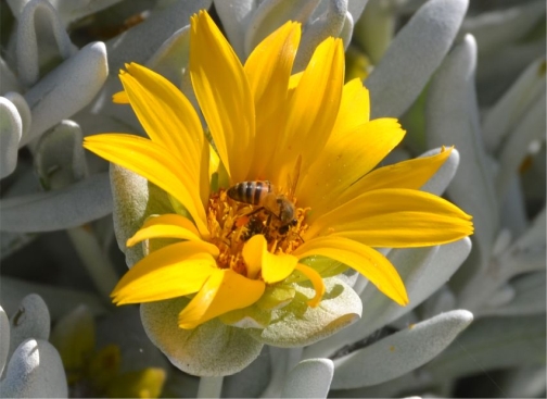 A bee harvesting pollen in a Didelta carnosa var. tomentosa flowerhead