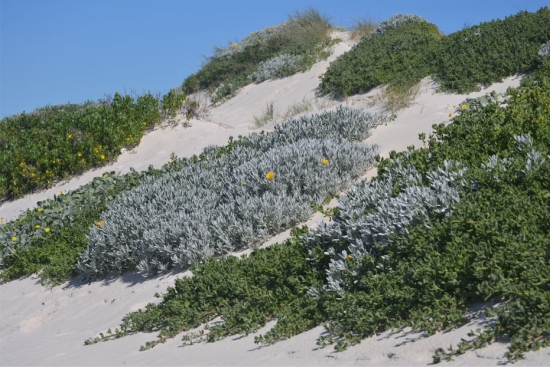 Didelta carnosa var. tomentosa is an excellent dune stabilizer 