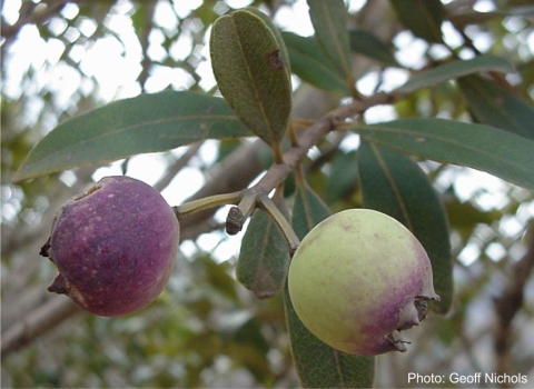 Syzygium legatii in fruit. Photo Geoff Nichols