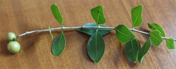 Syzygium legatii leaves and immature fruit