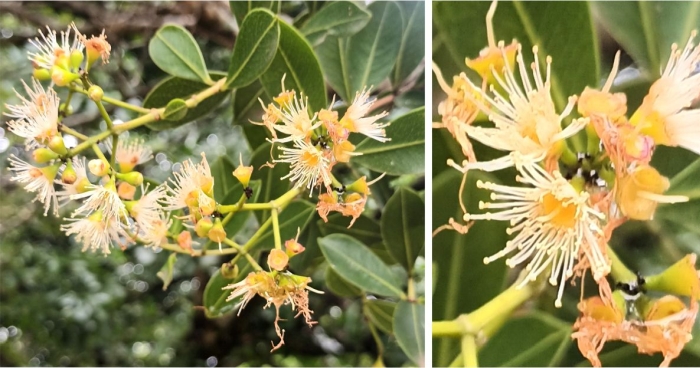 Syzygium legatii flowers