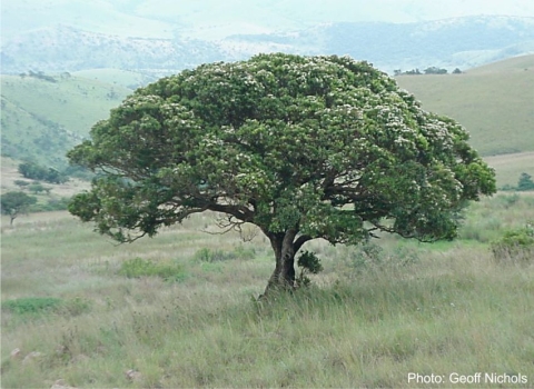 Syzygium legatii in habitat. Photo Geoff Nichols