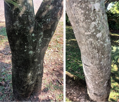 Syzygium legatii trunk and stem