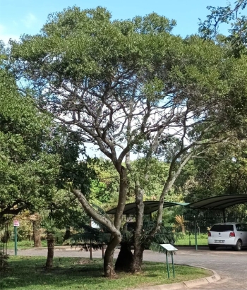 Syzygium legatii growing in the Lowveld NBG