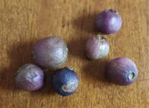 Syzygium legatii fruits