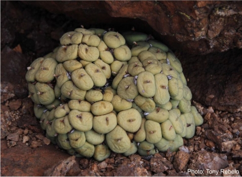 Conophytum pageae. Photo Tony Rebelo