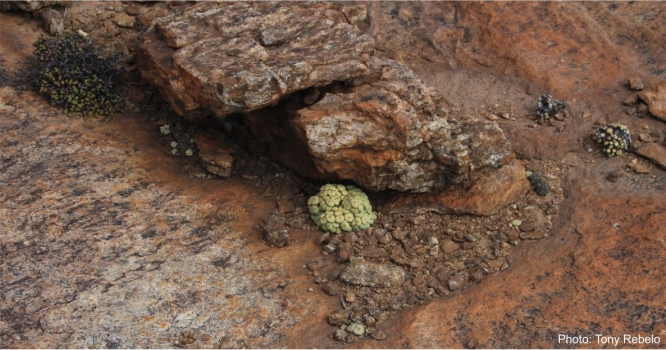 Conophytum pageae. Photo Tony Rebelo