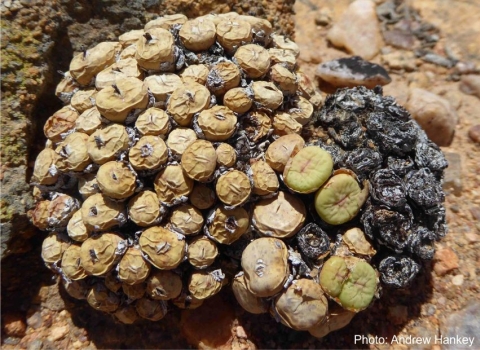 Conophytum pageae. Photo Andrew Hankey