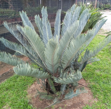 Encephalartos hirsutus in cultivation