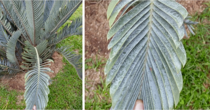 Encephalartos hirsutus, showing incubously arranged leaflets.