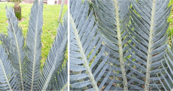 Encephalartos hirsutus, leaves, showing upper surface.