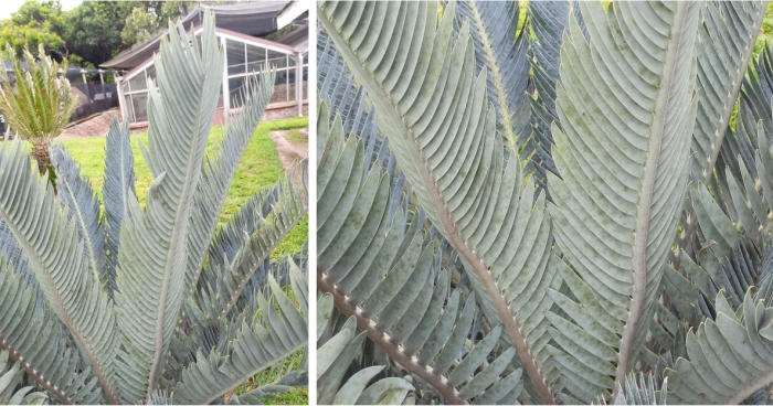 Encephalartos hirsutus, leaves, showing underside.