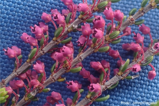 Erica curtophylla, flowers and leaves. Photo Jenny Potgieter