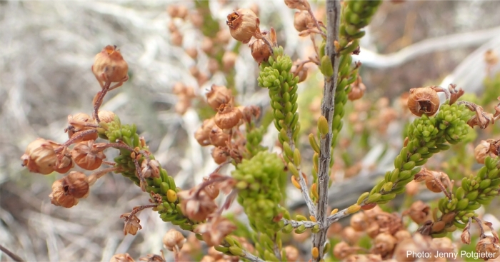 Erica curtophylla, dried flowers containing seeds ready for harvesting. Photo Jenny Potgieter