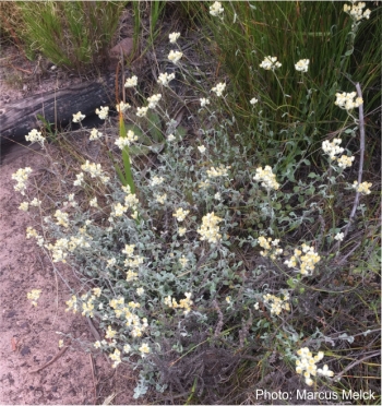 Helichrysum pandurifolium 