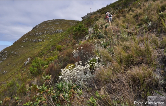 Helichrysum pandurifolium Constantiaberg