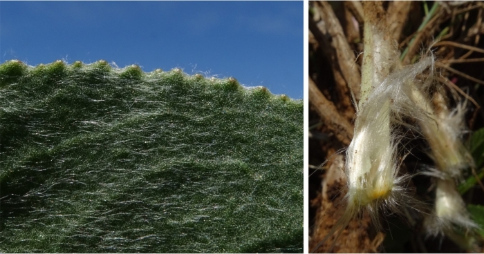 Senecio coronatus, serrated leaf margin, dense silky hairs cover the leaf bases.