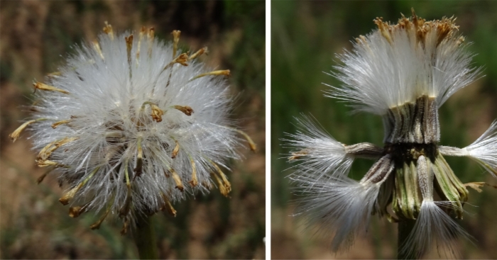 Senecio coronatus, seeds