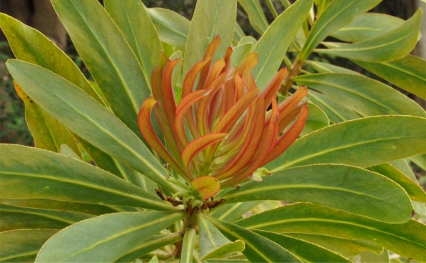 New growth of Protea comptonii 