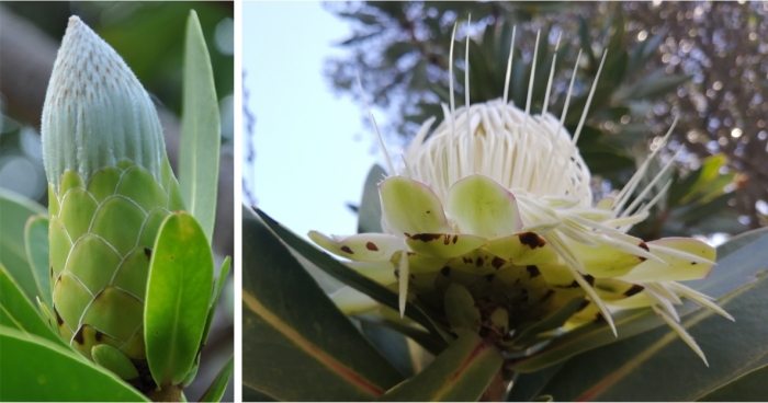 Protea comptonii involucral bractss