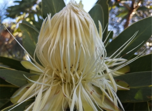 Protea comptonii flowers