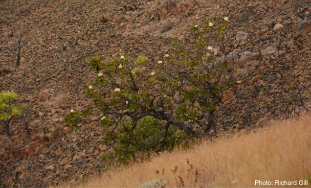 Protea comptonii in flower in habitat. Photo Richard Gill