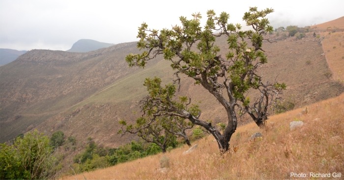 Protea comptonii in habitat. Photo Richard Gill