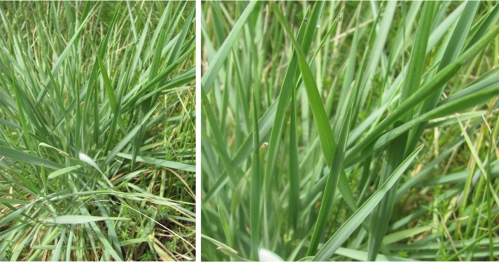 Leaf blades of Secale africanum