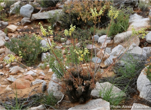 Tylecodon wallichii ssp. wallichii in flower. Photo Alexey Yakovlev