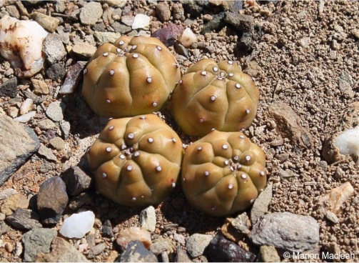 Euphorbia pseudoglobosa