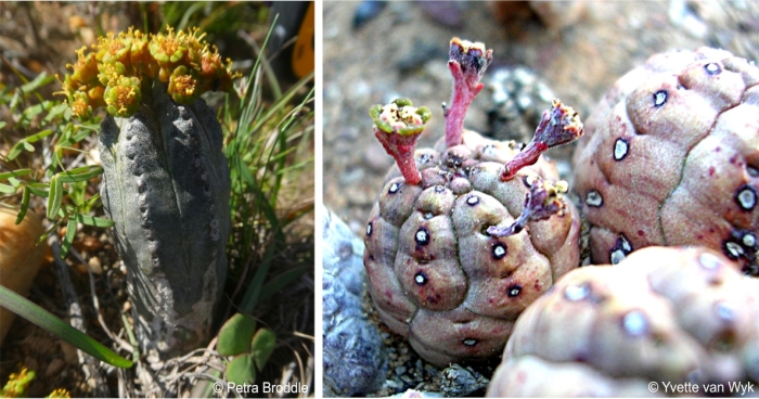 Euphorbia pseudoglobosa variation erect left, globose right