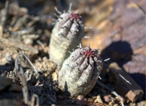 Euphorbia pseudoglobosa showing persistent peduncles