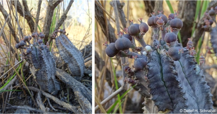 Euphorbia pseudoglobosa in fruit