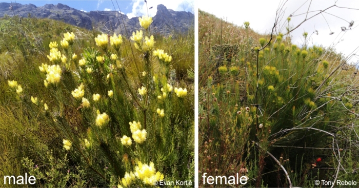 Aulax pallasia male plant and female plants in habitat