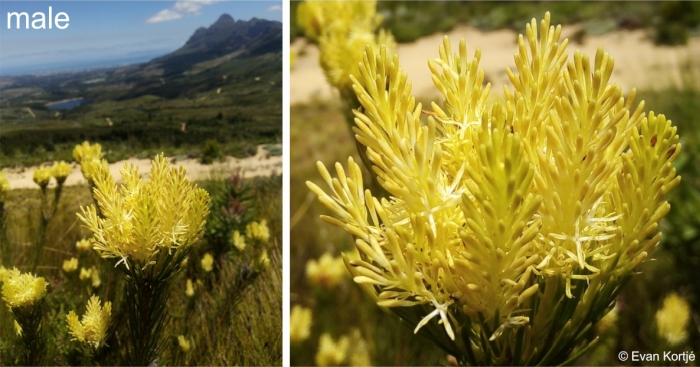 Aulax pallasia male inflorescence and flowers