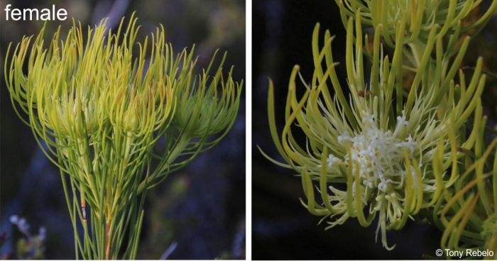 Aulax pallasia female inflorescence and flowers