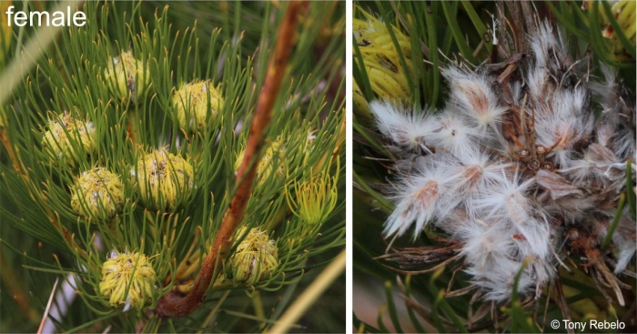 Aulax pallasia mature infructescence and an open one releasing the fruits