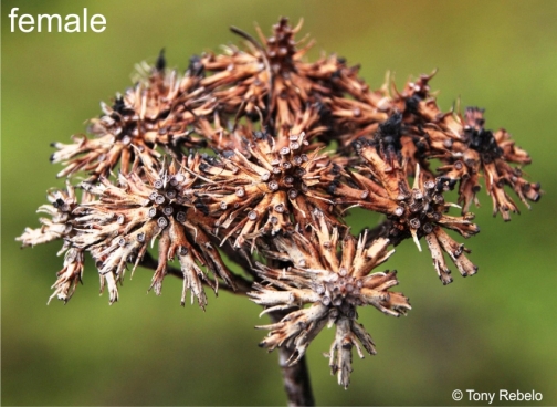 Aulax pallasia dried remains of the female flower heads