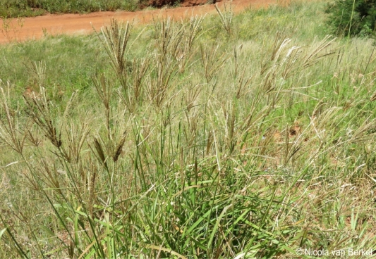 Chloris gayana habit