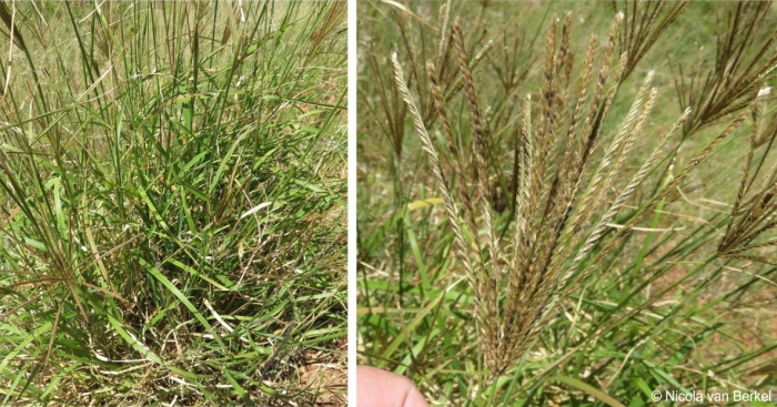 Chloris gayana leaves and inflorescence