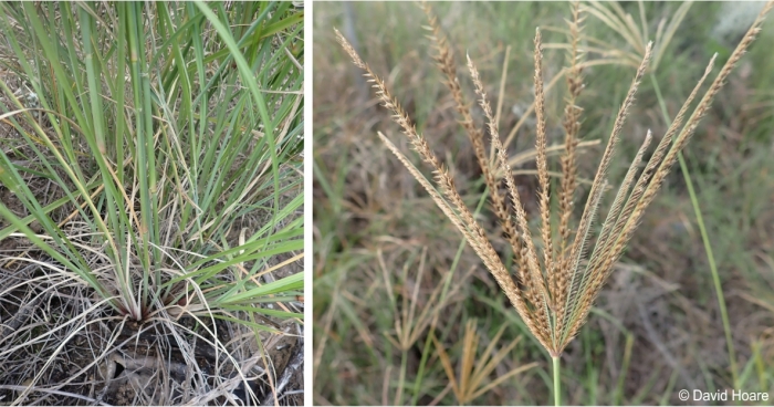 Chloris gayana stems and spikelet