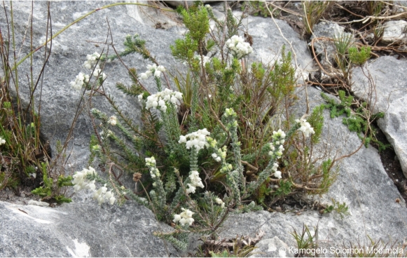 Erica calcareophila, in habitat