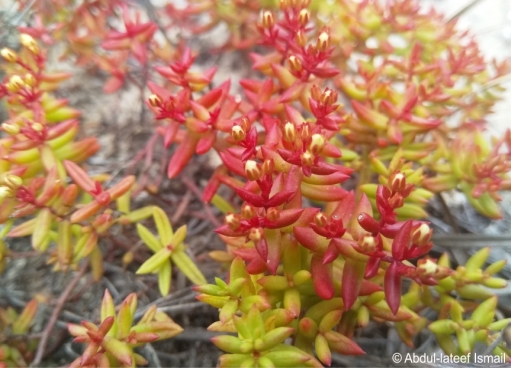 Crassula expansa subsp. filicaulis 