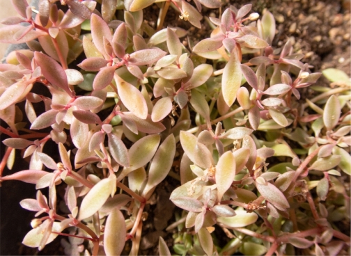 Crassula expansa subsp. fragilis ‘Coconut Ice’