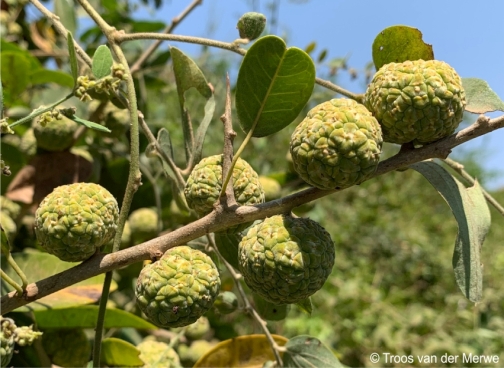 Maclura africana fruits