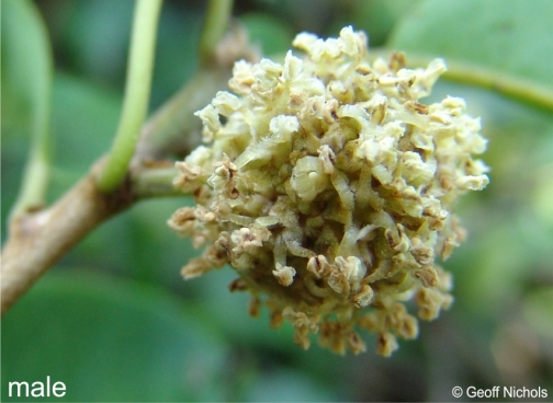 Maclura africana male inflorescence