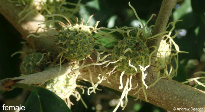 Maclura africana female inflorescences