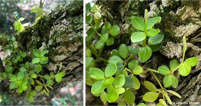 Peperomia tetraphylla growing as an epiphyte on a tree trunk