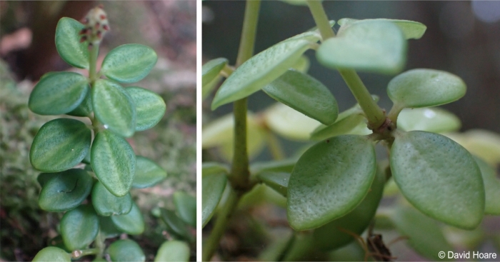 Peperomia tetraphylla leaves in fours