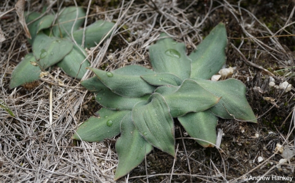 Merwilla dracomontana, leaves grow flat on the ground